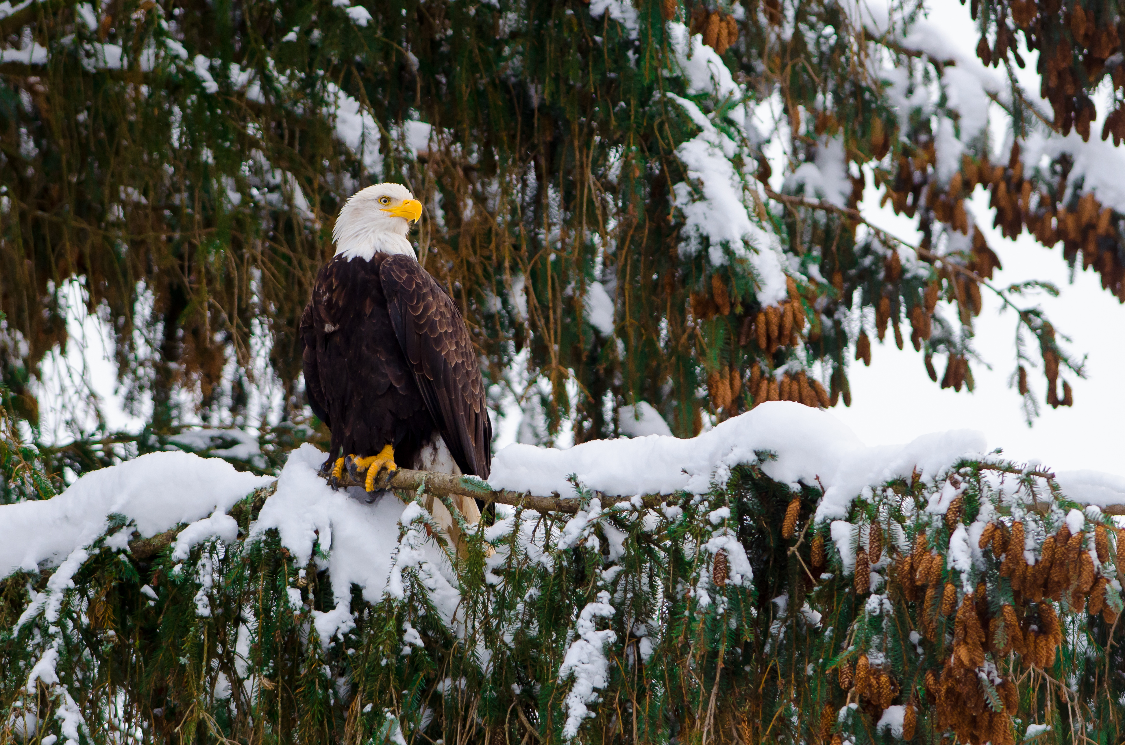 Saving The Bald Eagle A Conservation Success Story Defenders Of saving-the-bald-eagle-a-conservation-success-story-defenders-of
